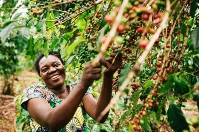 Burundi 100% Arabica Bourbon Single Origin - Image 4