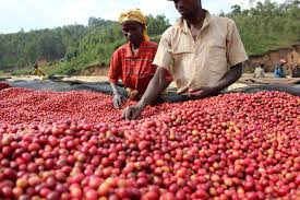 Burundi 100% Arabica Bourbon Single Origin - Image 6